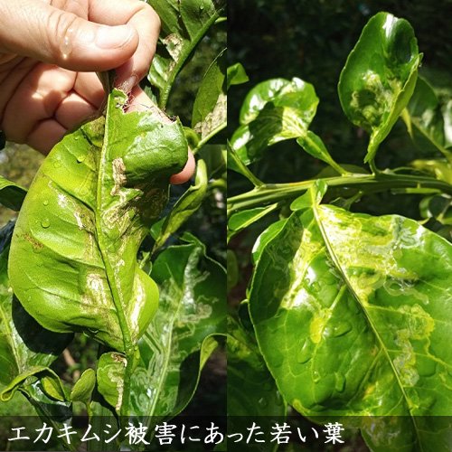 柑橘類の葉っぱ アゲハチョウ幼虫のエサ 150グラム以上 無農薬