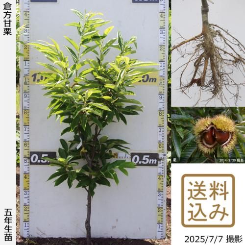 <img class='new_mark_img1' src='https://img.shop-pro.jp/img/new/icons14.gif' style='border:none;display:inline;margin:0px;padding:0px;width:auto;' />2025ǯͽʡġ( ) ŷ(餫ޤ)[դ뤤 2021ǯ:S]ռӡ