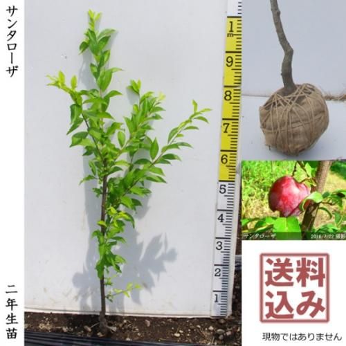 <img class='new_mark_img1' src='https://img.shop-pro.jp/img/new/icons14.gif' style='border:none;display:inline;margin:0px;padding:0px;width:auto;' />2025ǯͽʡ2ǯġ( ץ)󥿥[Ϸ 2024ǯ:M]