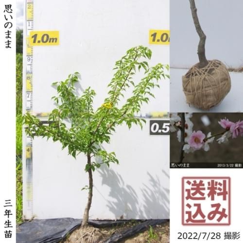 【2025年度予約商品】大苗◇