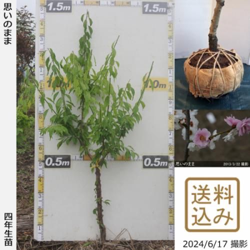 【2025年度予約商品】大苗◇