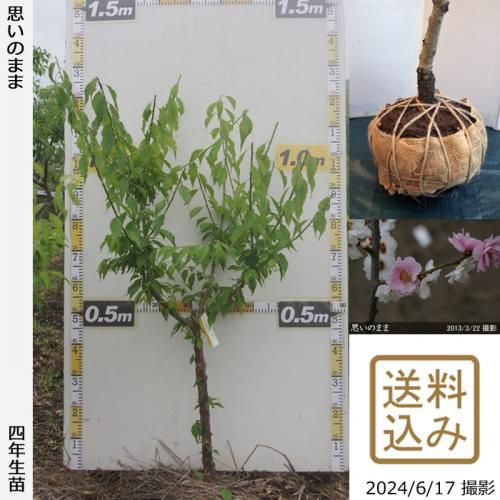 【2025年度予約商品】大苗◇