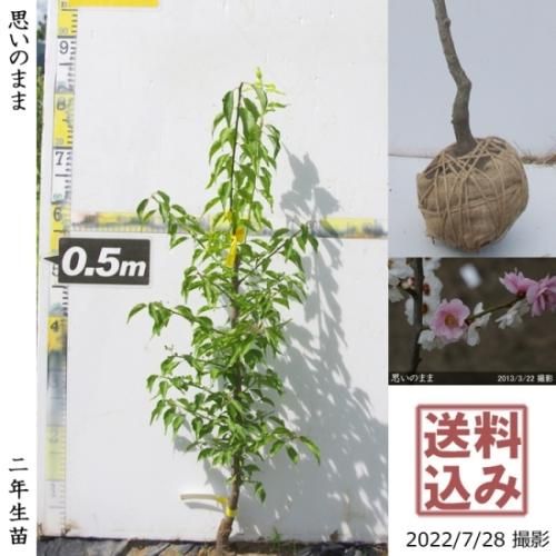 【2025年度予約商品】大苗◇