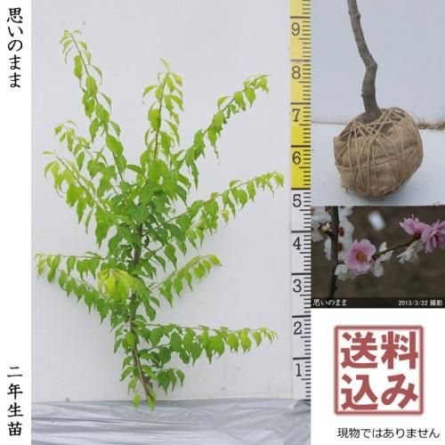【2025年度予約商品】大苗◇