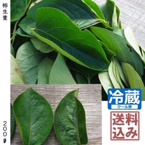 薬用生葉 果樹苗木 成木通販の 特等大苗専門店 すだ農園 京都亀岡 薬用生葉 果樹苗木 成木通販の 特等大苗専門店 すだ農園 京都亀岡