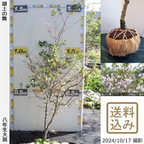 ͽʡȯġ()Ʀ[о](ޥ᥶顦祦Υޥ)[Ϸ 2017ǯ:S]