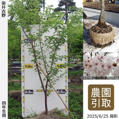 <img class='new_mark_img1' src='https://img.shop-pro.jp/img/new/icons14.gif' style='border:none;display:inline;margin:0px;padding:0px;width:auto;' />2025ǯͽʡġ()(ᥤ襷)[Ϸ 2022ǯ:3L(high)]Τ