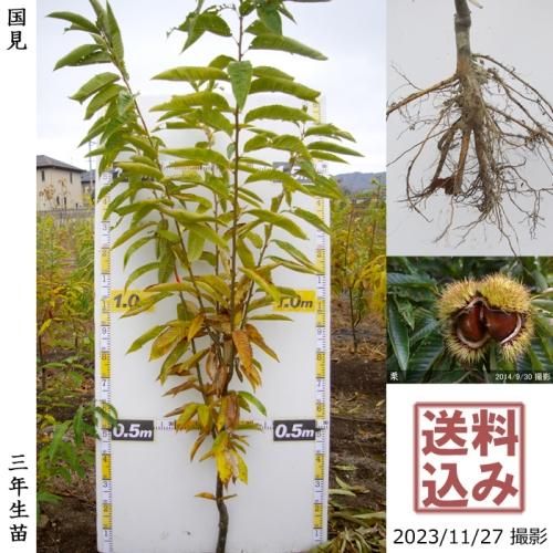 今出荷できる常緑果樹 果樹苗木 成木通販の 特等大苗専門店 すだ農園 京都亀岡 今出荷できる常緑果樹 果樹苗木 成木通販の 特等大苗専門店 すだ農園 京都亀岡