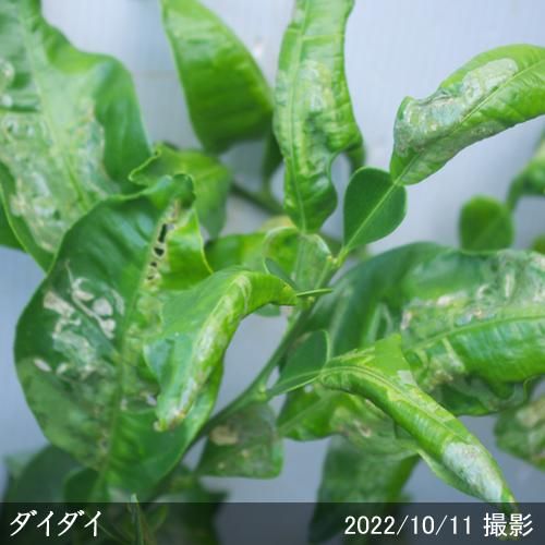 【順次出荷中】◇農薬不使用【エ