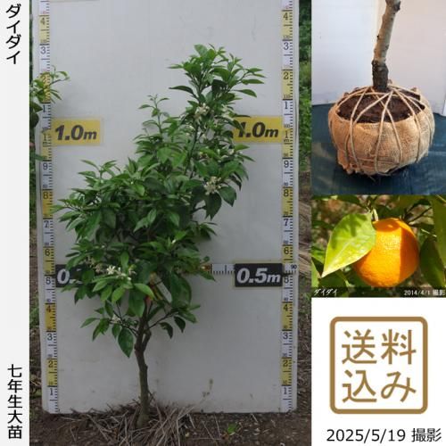 美苗シルエット大苗 Amazon.co.jp: バラ苗 【インパクト】 (大苗) ハイブリッド