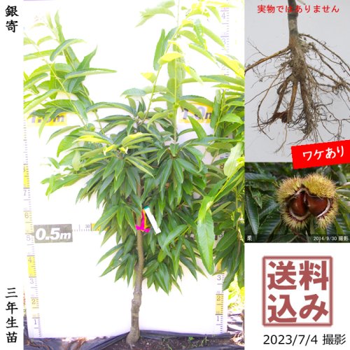 栗の苗木2本/2023年発芽/大粒の栗/幼木/植木/庭木/盆栽用/盆栽/筑波/銀