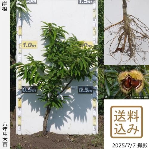 <img class='new_mark_img1' src='https://img.shop-pro.jp/img/new/icons14.gif' style='border:none;display:inline;margin:0px;padding:0px;width:auto;' />2025ǯͽʡġ( )ߺ()[դ뤤 2020ǯ:S]ռӡ