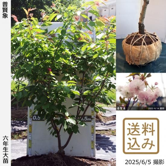 【2025年度予約商品】大苗◇