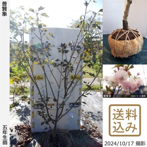 【2025年度予約商品】大苗◇
