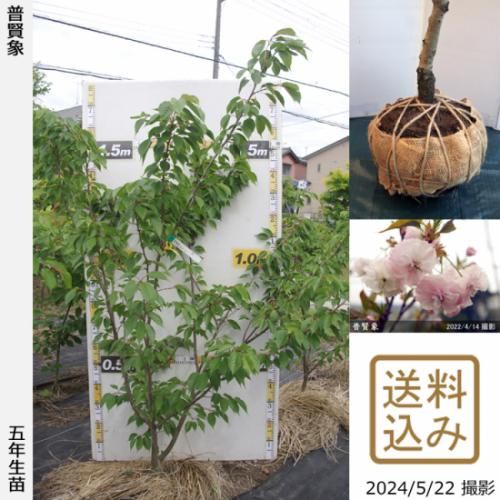 【2025年度予約商品】大苗◇