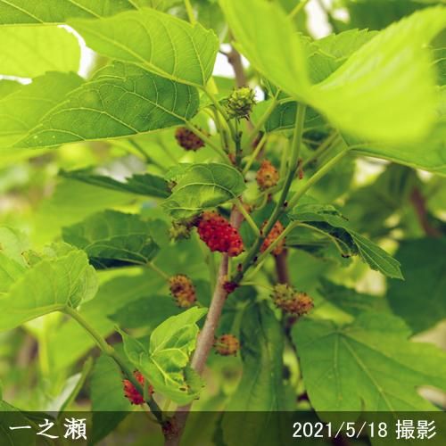 【順次出荷中】大苗◇クワ(桑)