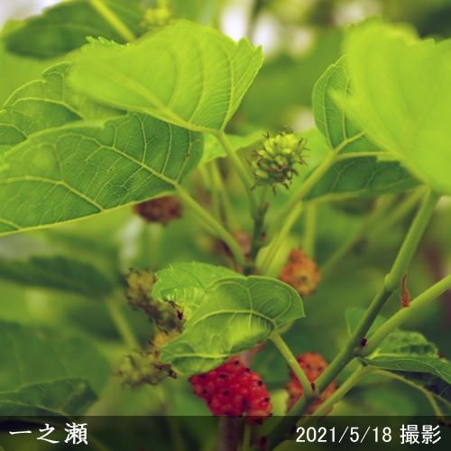 【順次出荷中】大苗◇クワ(桑)