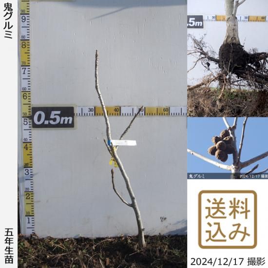【順次出荷中】大苗◇クルミ(胡