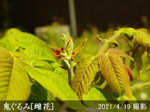【順次出荷中】大苗◇クルミ(胡
