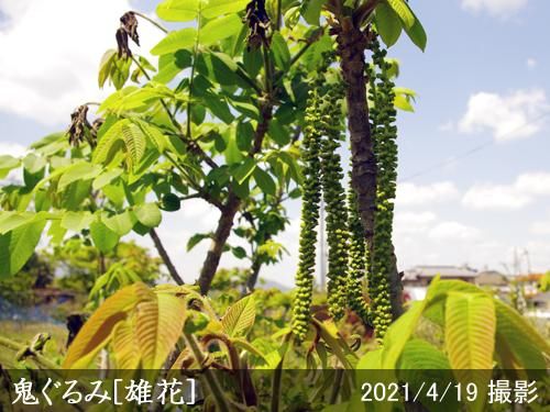 【順次出荷中】大苗◇クルミ(胡