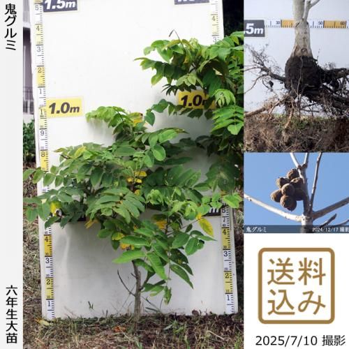 <img class='new_mark_img1' src='https://img.shop-pro.jp/img/new/icons14.gif' style='border:none;display:inline;margin:0px;padding:0px;width:auto;' />2025ǯͽʡġ()[դ뤤 2020ǯ:S]