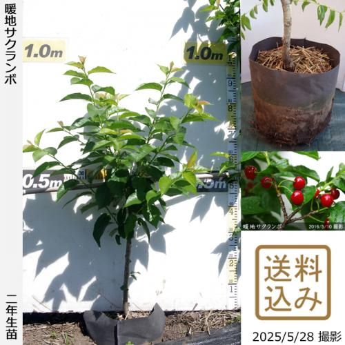 <img class='new_mark_img1' src='https://img.shop-pro.jp/img/new/icons14.gif' style='border:none;display:inline;margin:0px;padding:0px;width:auto;' />ڽ缡в2ǯġϤ[30cmݥå 2024ǯ:M]