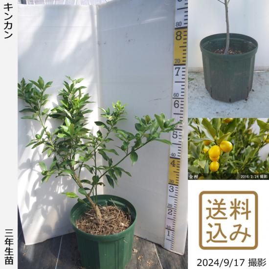【S様専用】3年生苗◇柑橘類