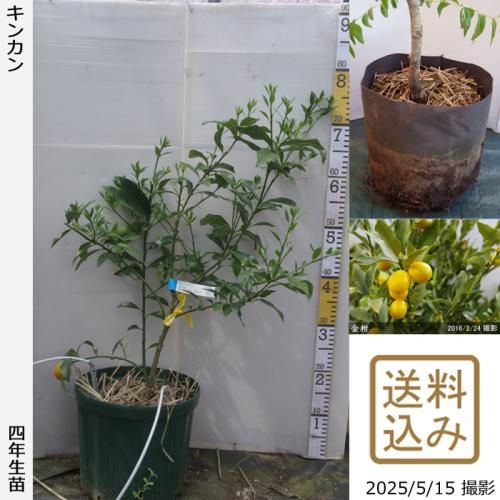 <img class='new_mark_img1' src='https://img.shop-pro.jp/img/new/icons14.gif' style='border:none;display:inline;margin:0px;padding:0px;width:auto;' />¨ȯǽۡԻѡڥॷﳲġ 󥫥(ⴻ)[åȥݥå 2022ǯ:S]ռӡ
