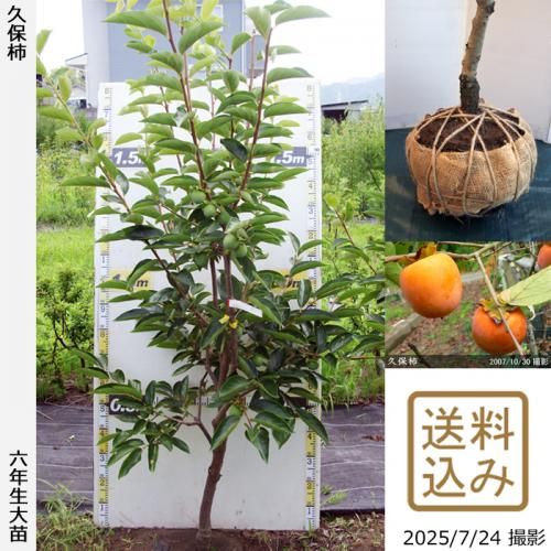 久保 実付実績 - 果樹苗木・成木通販の 特等大苗専門店 すだ農園