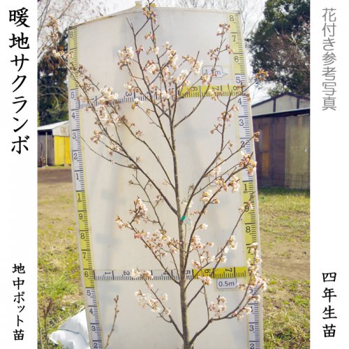 サクランボ(桜桃) 暖地さくらんぼの地中ポット苗 - 果樹苗・大苗