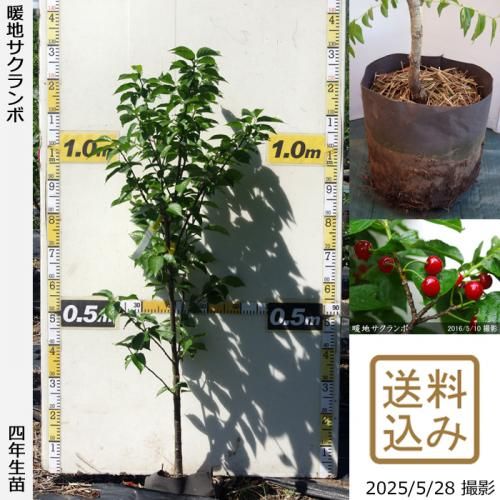 ڽ缡вġϤ[ݥå 2022ǯ:M]ռӡ