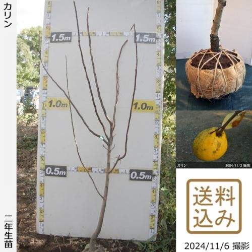 今お届けできる商品 - 果樹苗木・成木通販の 特等大苗専門店 す