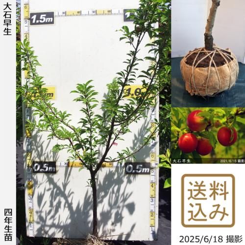 <img class='new_mark_img1' src='https://img.shop-pro.jp/img/new/icons14.gif' style='border:none;display:inline;margin:0px;padding:0px;width:auto;' />2025ǯͽʡġ( ץ)(碌)[Ϸ 2022ǯ:M]ռӡ