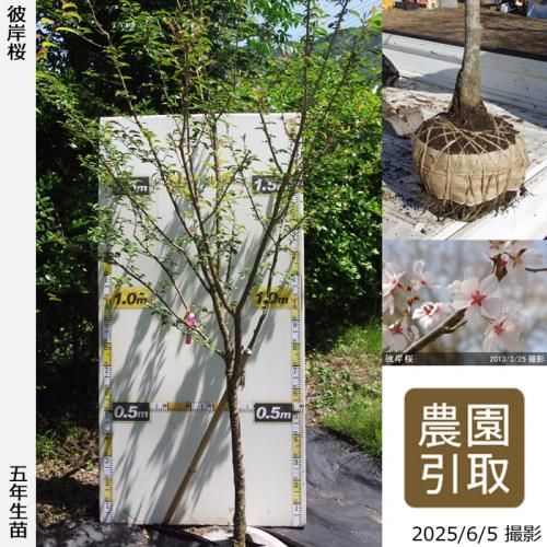 <img class='new_mark_img1' src='https://img.shop-pro.jp/img/new/icons14.gif' style='border:none;display:inline;margin:0px;padding:0px;width:auto;' />2025ǯͽʡġ() ߺ(ҥ󥶥)[Ϸ 2021ǯ:3L(high)]Τ
