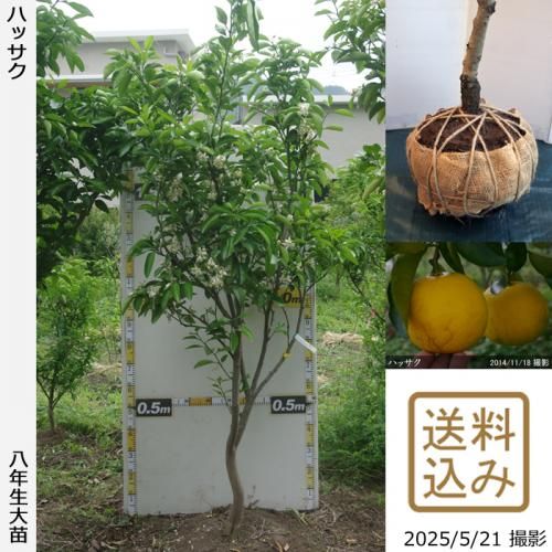 ڽ缡вۡԻѡڥॷﳲġ ϥå(Ȭ)[Ϸ 2018ǯ:LL]緿