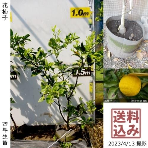 【順次出荷中】◇農薬不使用【エ