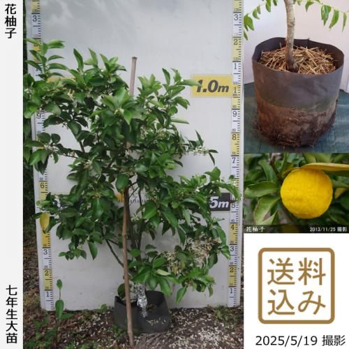 <img class='new_mark_img1' src='https://img.shop-pro.jp/img/new/icons14.gif' style='border:none;display:inline;margin:0px;padding:0px;width:auto;' />ڽ缡вۡԻѡڥॷﳲġ ͮ(ϥʥ桦֥楺)[ݥå 2019ǯ:M]ռӡ
