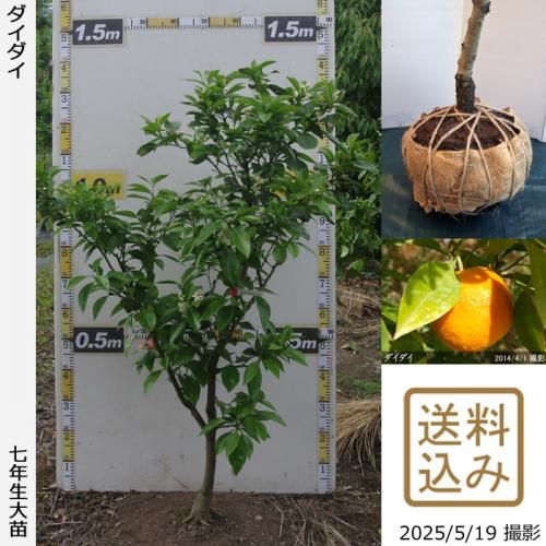 <img class='new_mark_img1' src='https://img.shop-pro.jp/img/new/icons14.gif' style='border:none;display:inline;margin:0px;padding:0px;width:auto;' />ڽ缡вۡԻѡڥॷﳲġ ()[Ϸ 2019ǯ:L]ռӡ