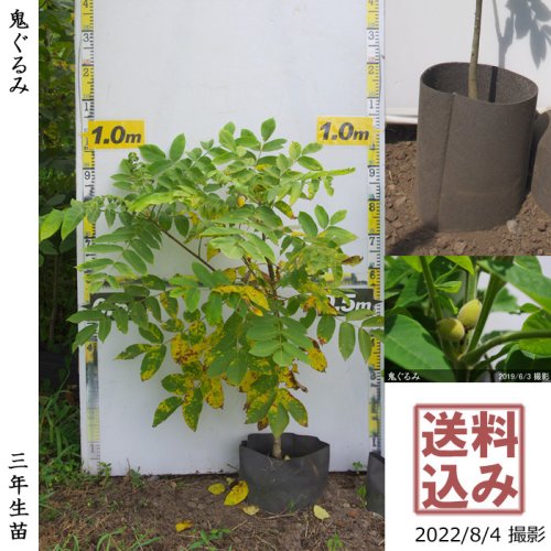 くるみの苗 1本 胡桃 苗 無農薬栽培 稀 家庭菜園苗 | gulatilaw.com