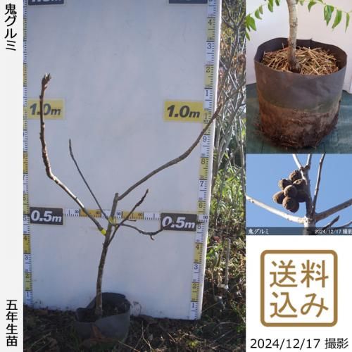 3ǯġ()[ݥå 2020ǯ:L]