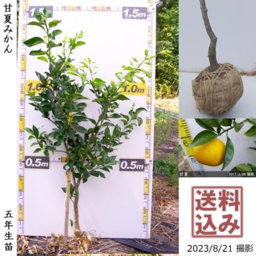 【順次出荷中】◇農薬不使用【エ