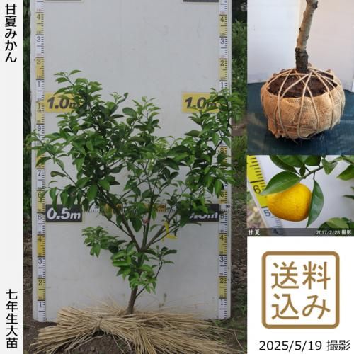 <img class='new_mark_img1' src='https://img.shop-pro.jp/img/new/icons14.gif' style='border:none;display:inline;margin:0px;padding:0px;width:auto;' />ڽ缡вۡԻѡڥॷﳲġ ŲƤߤ[Ϸ 2019ǯ:S]ռӡ