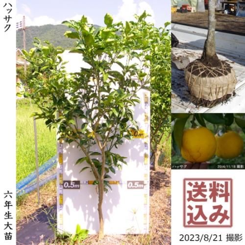 【順次出荷中】◇農薬不使用【エ