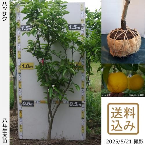 ڽ缡вۡԻѡڥॷﳲġ ϥå(Ȭ)[Ϸ 2018ǯ:L]緿آ󤷺Ѣ