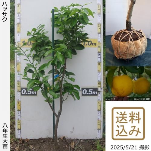 ハッサク実付実績 - 果樹苗木・成木通販の 特等大苗専門店 すだ