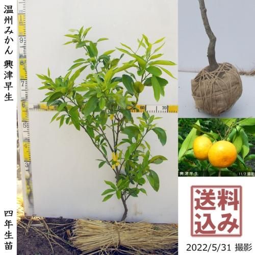【順次出荷中】◇農薬不使用【エ