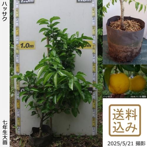 ڽ缡вۡԻѡڥॷﳲۡġ ϥå(Ȭ)[ݥå 2019ǯ:S]