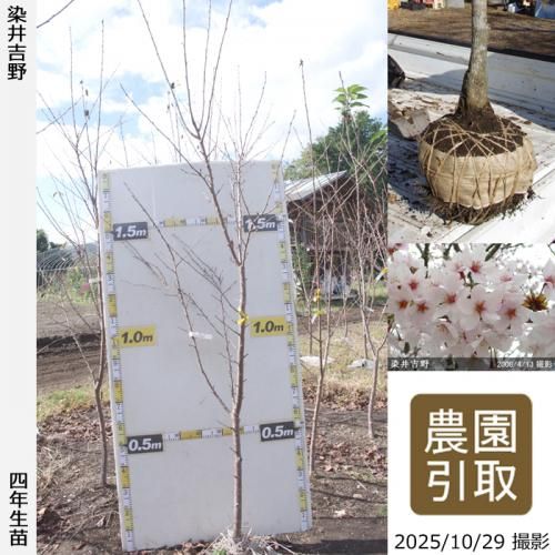 ڽ缡ġ()(ᥤ襷)[Ϸ 2022ǯ:L(high)]Τ