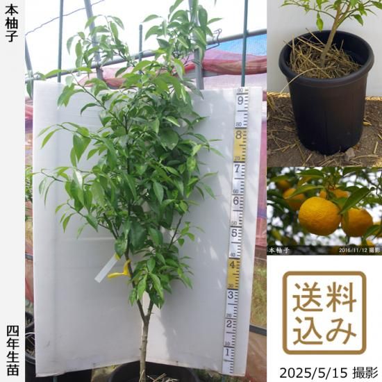 【即発送可能】◇農薬不使用【エ