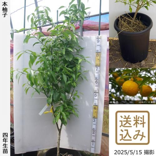 <img class='new_mark_img1' src='https://img.shop-pro.jp/img/new/icons14.gif' style='border:none;display:inline;margin:0px;padding:0px;width:auto;' />¨ȯǽۡԻѡڥॷﳲۡġ ͮ(ۤ椺)[̼ȭ 2022ǯ:M]ռӡ